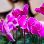 garder un cyclamen d'une année sur l'autre