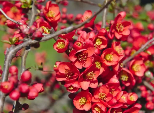 taille cognassier du Japon