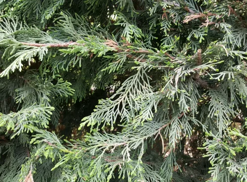 tailler haie thuya trop large